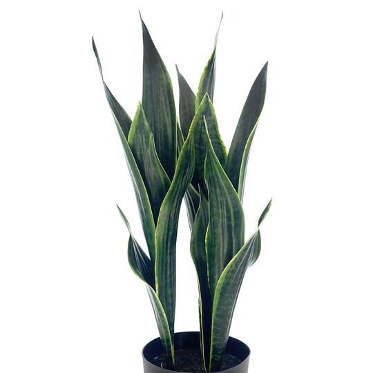 20" Potted Green Snake Plant by Ashland®